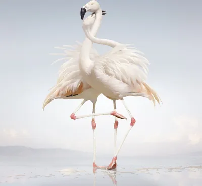 Produktbild von Rustie-Green Language