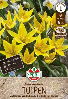 Produktbild von SPERLI Wildtulpe urumiensis 8 Zwiebeln