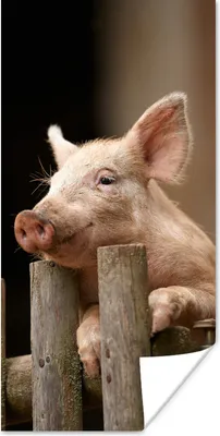 Produktbild von MuchoWow® Poster Schwein - Tier - Zaun 60x120 cm - Wandschmuck