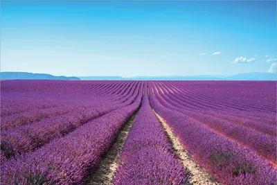 Produktbild von Wallario Premium Vliestapete Fototapete Lavendelfeld unter blauem Himmel in der Größe 400 x 267 cm, extra dick, wird in 5 Teilen geliefert