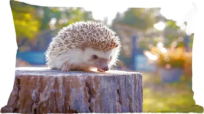 Produktbild von MuchoWow® Zierkissen Sofakissen Wohnzimmer Dekokissen 60x40 cm Igel auf einem Baumstamm - Kopfkissen - Polster mit Foto