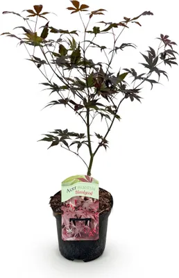 Image de Green boutiQ - Plante de terrasse - Érable japonais - Acer palmatum Bloodgood - Rouge - 1 plante - À feuilles caduques - Pot de 19 cm, hauteur 70 cm