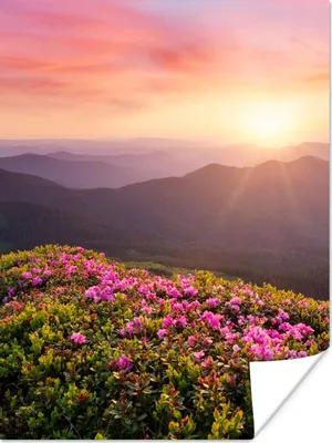 Produktbild von MuchoWow® Poster Blumen - Berg - Sonnenuntergang - Landschaft 120x160 cm - Wandbilder