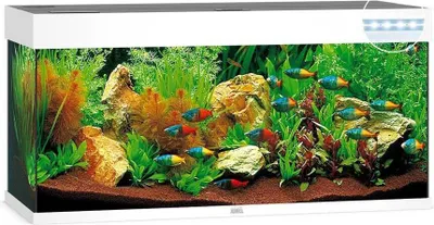 A white aquarium filled with water, plants, rocks, and colorful fish.
