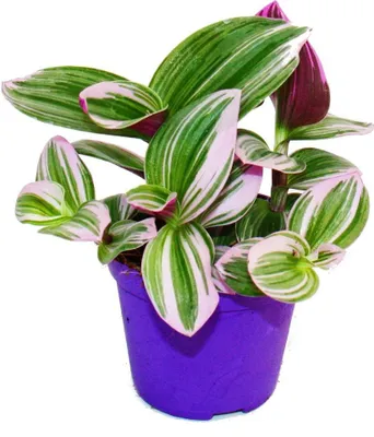 Produktbild von Exotenherz Dreimasterblume Tradescantia "Nanouk" pflegeleichte hängende Zimmerpflanze 9cm Topf pink
