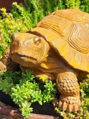 Produktbild von Gusseisen Schildkröte Gomez, mit Edelrostfinish