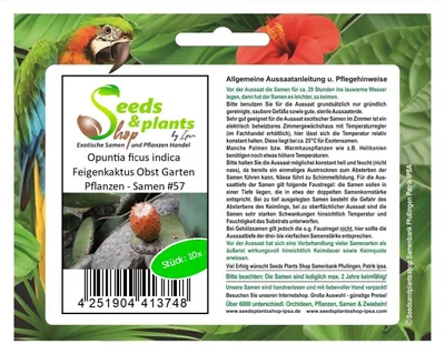 Produktbild von 10x Opuntia ficus indica Feigenkaktus Obst Garten Pflanzen - Samen #57