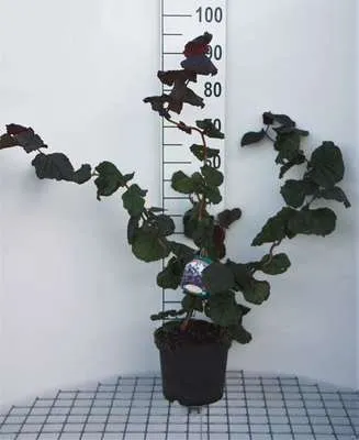 Produktbild von Corylus hybr. 'Red Majestic'® - Korkenzieher-Haselnuss  40- 60 cm Container