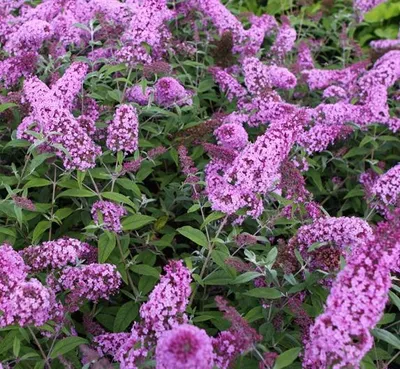 Immagine prodotto di Buddleja davidii Pink Delight 25-30 cm Cespuglio di farfalle Lilla estivo - lilla a lancia