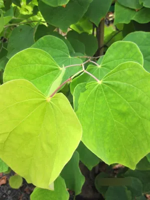 Produktbild von Cercis canadensis Rising Sun - Kanadischer Judasbaum 150-175cm