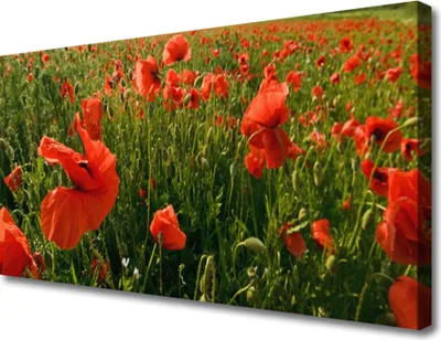 Produktbild von Tulup Leinwand-Bilder 100x50 Wandbild Canvas Kunstdruck Mohnblumen Natur