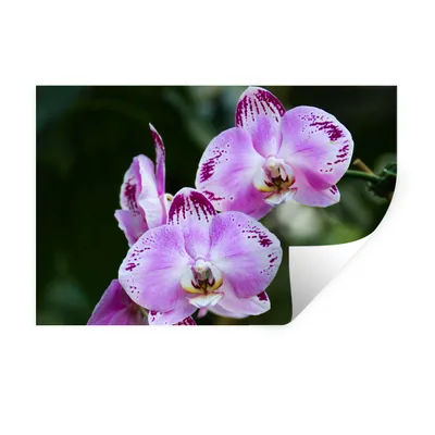 Produktbild von MuchoWow® Wandtattoo Wandsticker Wandaufkleber Blühende Orchideen 60x40 cm Selbstklebend und Repositionierbar - Wierderverwendbar - Selbstklebend