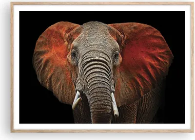 Produktbild von Gerahmtes Poster - Rahmen in heller Eiche - Elefant Rot Ohren - 100x70 cm - Wand Bild - Wanddeko - Wandbilder - Wandposter - Bilderrahmen - Bilder - Kunstdruck - Wandbild - P2NAA100x70-4237