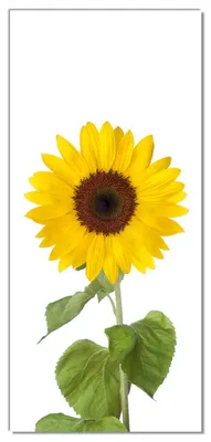 Produktbild von Wallario selbstklebende Türtapete 93 x 205 cm - Sonnenblume - Abwischbar, rückstandsfrei zu entfernen