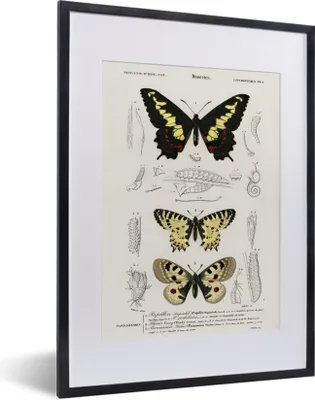 Produktbild von MuchoWow® Gerahmtes Poster Schmetterling - Vintage - Insekten 30x40 cm - Poster mit Schwarzem Bilderrahmen Wandposter Rahmen Foto Bilder - Wandposter Schlafzimmer