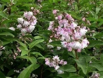 Obrázek produktu pro Deutzia scab. 'Codsall Pink' - Mayflower keř 40- 60 cm kontejner
