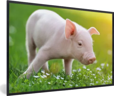 Produktbild von MuchoWow® Gerahmtes Poster Tiere - Ferkel - Schwein 90x60 cm - Poster mit Schwarzem Bilderrahmen Wandposter Rahmen Foto Bilder - Fotorahmen - Foto-Plakat