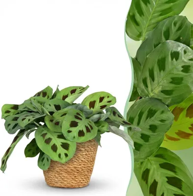 Image de Maranta « Fascinator Kerchoveana » (plante zébrée) - Plante d'intérieur dans un