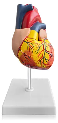 Herzmodell 1:1, PVC, 2-teilig, lebensgroß, Anatomie
