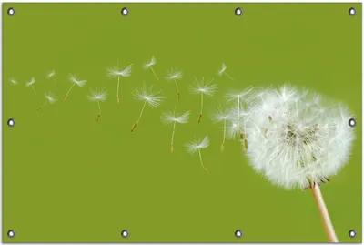 Produktbild von Wallario Outdoor-Poster für Garten oder Balkon, Motiv Pusteblume auf der Wiese mit fliegenden Samen, in ca. 80 x 120 cm