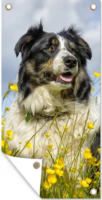 Produktbild von MuchoWow® 80x160 cm Outdoor-Poster Gartendeko Sichtschutz Garten Poster für den Garten  Ein Border Collie zwischen gelben Blumen
