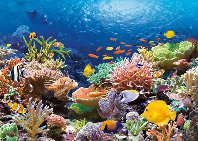 Produktbild von Castorland Coral Reef Fishes Puzzle 1000 Teile   C-101511-2