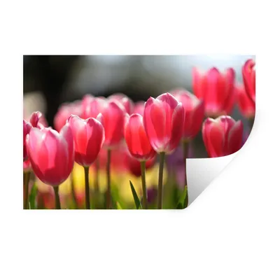Produktbild von MuchoWow® Wandtattoo Wandsticker Wandaufkleber Rosa Tulpenblüten 60x40 cm Selbstklebend und Repositionierbar - Wierderverwendbar - Selbstklebend