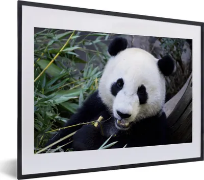 Produktbild von MuchoWow® MuchoWow® Gerahmtes Poster Panda - Tier - Blätter 40x30 cm - Poster mit zchwarzem Bilderrahmen - Bilderrahmen - Poster im Rahmen
