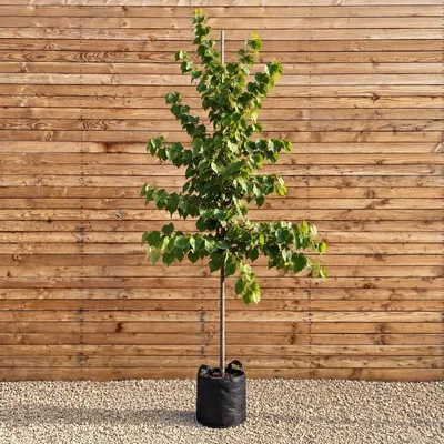 Produktbild von Kanadischer Judasbaum Hochstamm Royal White 200-250 cm, Stammumfang 8-10 cm - Cercis canadensis Hochstamm