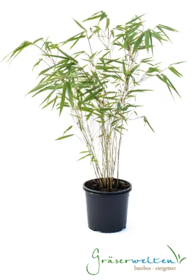 Produktbild von Fargesia rufa 80/100 cm hoch, im 3 Liter-Topf