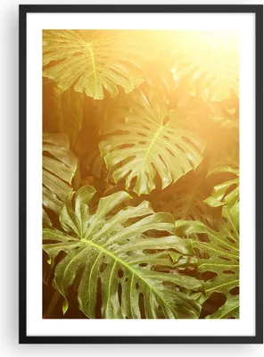 Produktbild von Gerahmtes Poster - Schwarzer Rahmen - Blätter Monstera Licht - 50x70 cm - Wand Bild - Wanddeko - Wandbilder - Kunstposter - Wandposter - Bilderrahmen - Bilder - Kunstdruck - P2BPA50x70-4540