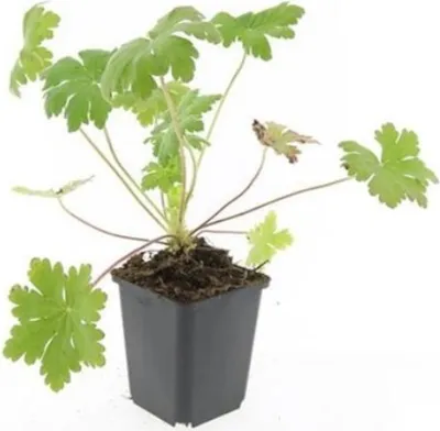 Immagine prodotto di Tappeto erboso - Geranium macrorrhizum 'Ingwersen's Variety' - Vaso da 9 cm - Set di 12 piante