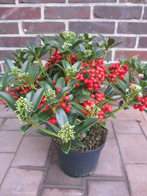 Produktbild von Skimmia japonica Red Diamond - Japanische Skimmie - 30-40cm