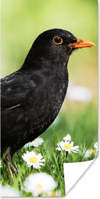 Produktbild von MuchoWow® Poster Vogel - Amsel - Blumen 20x40 cm - Plakat - Foto