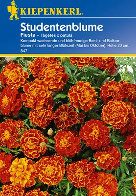 Produktbild von Kiepenkerl Studentenblumensamen Fiesta
