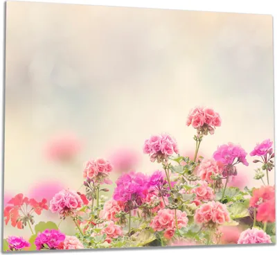 Produktbild von Wallario Herdabdeckplatte aus Glas, Größe 60 x 52 cm 1-teilig, Motiv Zarte Blüten in Rosa