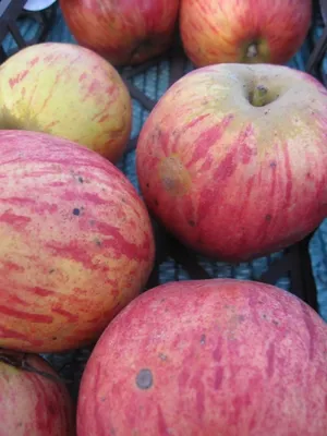 Produktbild von Winterapfel Schmalprinz - Obstbaum - Malus - 140-150cm