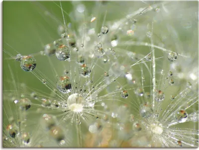Produktbild von ARTland Leinwandbild Wassertropfen Pusteblume Größe: 40x30 cm