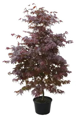 Produktbild von Roter Fächerahorn 170–180 cm | Acer palmatum Atropurpureum | Japanischer Ahorn | Winterhart