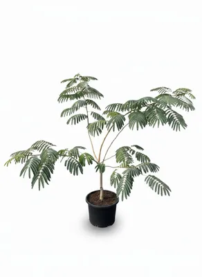 Image de Sunny Tree - Albizia Ombrella – Arbre à ombre persan, hauteur 120 cm, pot de 10 litres, arbre décoratif »