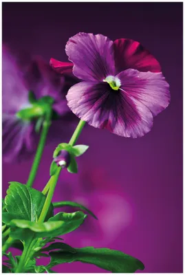 Produktbild von Wallario Premium Glasbild, freischwebende Optik, kräftige Farben, Größe 90 x 60 cm Motiv Lila Stiefmütterchen