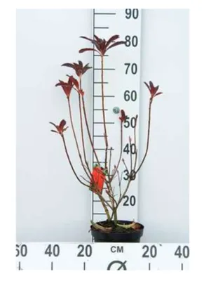 Obrázok produktu pre Azalea mollis - Japonská azalka hnilá 40 - 50 cm - Kontajner