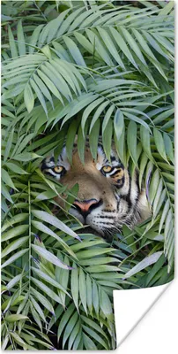 Produktbild von MuchoWow® Poster Versteckter Tiger zwischen den Pflanzen 20x40 cm - Plakat - Foto
