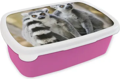 Produktbild von KitchenYeah® Lunchbox Brotzeit Brotdose 17x11 cm Affe - Ringschwanzlemur - Tier Kinder Brotzeitdose - Lunchpaket - Brotkasten  - Sandwich Box