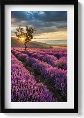 Produktbild von Landschaft mit Lavendelfeldern– Wandbild mit Rahmen – Gerahmtes Bild  – Wanddekoration – 40x60 cm –  Schwarz