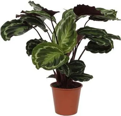 Produktbild von Calathea Medaillon – Korbmarante – Zimmerpflanze mit dekorativen Blättern – Ø19cm – Höhe ca. 80cm – Luftreinigende tropische Pflanze