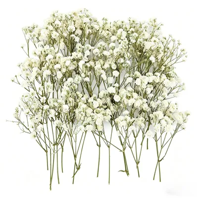 Getrocknete Schleierkraut-Blumen, 50 Stück, weiß, für Basteln & Deko