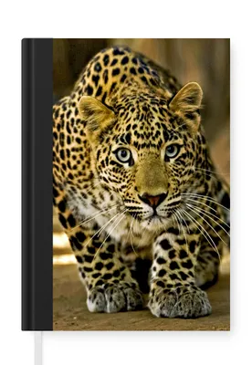 Obrázek produktu pro MuchoWow Zápisník Diář Rozpočet A5 Leopard - dravec - portrét