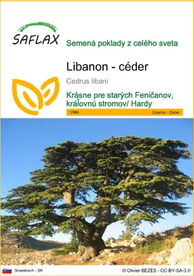 Produktbild von SAFLAX - Libanon - céder - Cedrus libani - 20 Semená