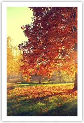 Produktbild von Poster - Poster ohne Rahmen - Park Herbst Baum - 61x91,5 cm - Wand Bild - Wanddeko - Wandbilder - Kunstposter - Wandposter - Bilder - Kunstdruck - Wanddekoration - Wandbild - P2XPA61x91-3654